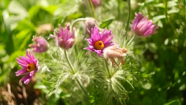 Shot Open Sleep Grass Windmill Open Anemone Patens Pulsatilla Patens — ストック動画