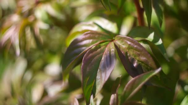 Green Peony Leaves Spring Background Plant Leaves Green Peony Leaves — Stockvideo