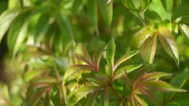 Green Peony Leaves Spring Background Plant Leaves Green Peony Leaves — Stok video
