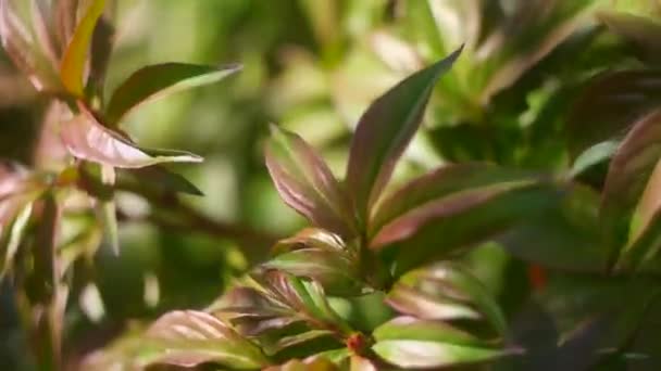 Groene Pioenachtige Bladeren Schommelende Achtergrond Van Plantenbladeren Groene Pioenroos Vertrekt — Stockvideo