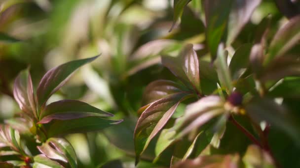 Grüne Pfingstrosenblätter Frühling Hintergrund Der Pflanzenblätter Grüne Pfingstrose Blättert Bei — Stockvideo