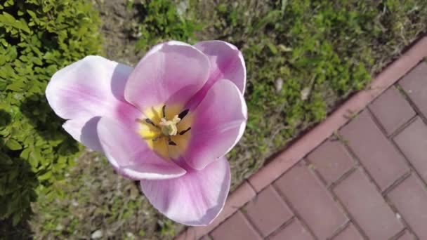 Великий Рожевий Тюльпан Велика Весняна Тюльпанка Відпочинку Великий Рожевий Тюльпан — стокове відео