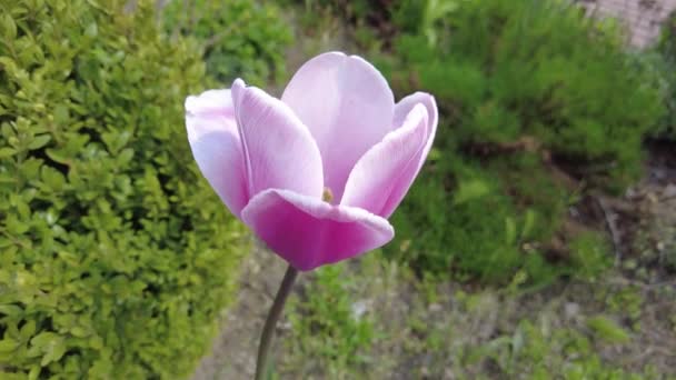 Piękny Różowy Tulipan Różowy Tulipan Wietrze Ukraińskie Kwiaty — Wideo stockowe