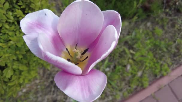 Bela Tulipa Rosa Tulipa Rosa Vento Flores Ucranianas — Vídeo de Stock