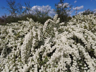 Van Houttes spiraea - Latin name - Spiraea x vanhouttei. Spring blooming shrub with many white flowers - Spirea (Spiraea cantoniensis). Also known as Reeve's spiraea, Bridalwreath spirea, Meadowsweet, Double White May or May Bush