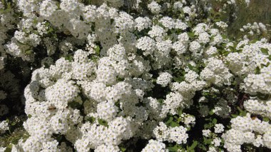 Van Houttes spiraea, Latince adı Spiraea x vanhouttei. Bir çok beyaz çiçekli bahar çiçekleri - Spirea (Spiraea kantoniensis). Ayrıca Reeve 's spiraea, Bridalçelenk spirea, Meadowsweet, Double White May veya May Bush olarak da bilinir.