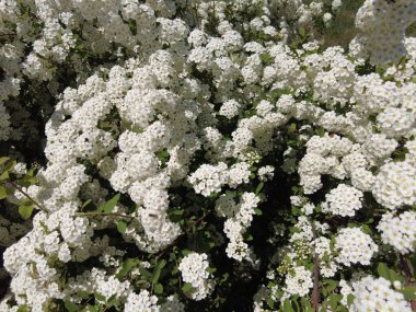 Van Houttes spiraea, Latince adı Spiraea x vanhouttei. Bir çok beyaz çiçekli bahar çiçekleri - Spirea (Spiraea kantoniensis). Ayrıca Reeve 's spiraea, Bridalçelenk spirea, Meadowsweet, Double White May veya May Bush olarak da bilinir.
