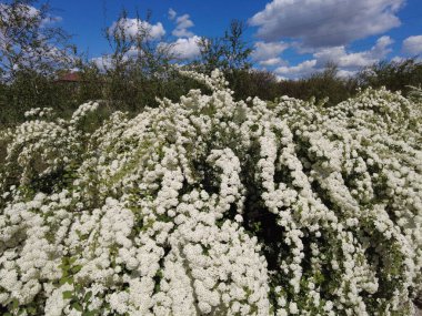 Van Houttes spiraea, Latince adı Spiraea x vanhouttei. Bir çok beyaz çiçekli bahar çiçekleri - Spirea (Spiraea kantoniensis). Ayrıca Reeve 's spiraea, Bridalçelenk spirea, Meadowsweet, Double White May veya May Bush olarak da bilinir.
