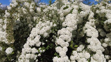 Van Houttes spiraea, Latince adı Spiraea x vanhouttei. Bir çok beyaz çiçekli bahar çiçekleri - Spirea (Spiraea kantoniensis). Ayrıca Reeve 's spiraea, Bridalçelenk spirea, Meadowsweet, Double White May veya May Bush olarak da bilinir.