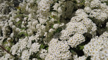 Van Houttes spiraea, Latince adı Spiraea x vanhouttei. Bir çok beyaz çiçekli bahar çiçekleri - Spirea (Spiraea kantoniensis). Ayrıca Reeve 's spiraea, Bridalçelenk spirea, Meadowsweet, Double White May veya May Bush olarak da bilinir.