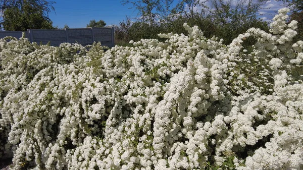 Van Houttes Spiraea Latin Name Spiraea Vanhouttei Spring Blooming Shrub — стоковое фото