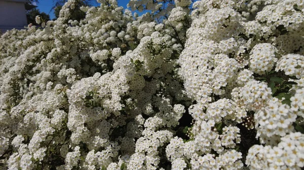 Van Houttes Spiraea Latin Name Spiraea Vanhouttei Spring Blooming Shrub — Stock fotografie