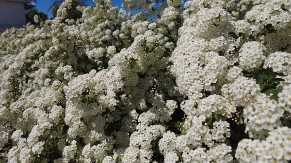 스피라 라틴어 스피라 피우는 관목에는 Spiraea Cantoniensis 스피라 Reeves Spiraea — 스톡 사진