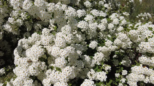 Van Houttes Spiraea ラテン語名 Spiraea Vanhouttei 多くの白い花を咲かせる春の低木 スピレア スピレア カントニエンシス — ストック写真