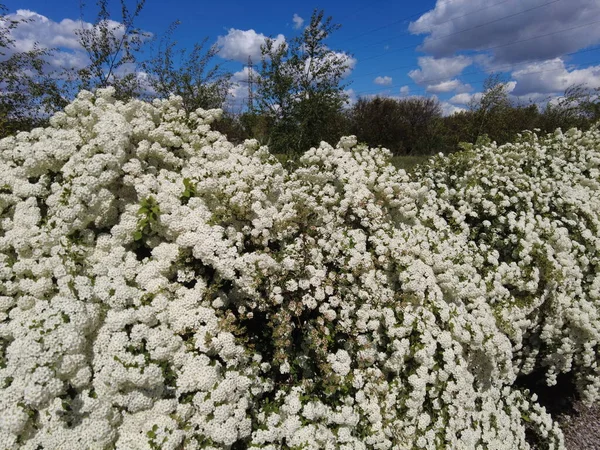 Van Houttes Spiraea Latin Name Spiraea Vanhouttei Spring Blooming Shrub — стоковое фото