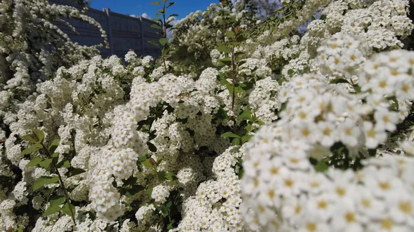 Van Houttes Spiraea Latin Name Spiraea Vanhouttei Spring Blooming Shrub — стоковое фото