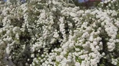 Van Houttes spiraea, Latince adı Spiraea x vanhouttei. Bir çok beyaz çiçekli bahar çiçekleri - Spirea (Spiraea kantoniensis). Ayrıca Reeve 's spiraea, Bridalçelenk spirea, Meadowsweet, Double White May veya May Bush olarak da bilinir.