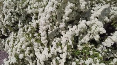 Van Houttes spiraea - Latin name - Spiraea x vanhouttei. Spring blooming shrub with many white flowers - Spirea (Spiraea cantoniensis). Also known as Reeve's spiraea, Bridalwreath spirea, Meadowsweet, Double White May or May Bush