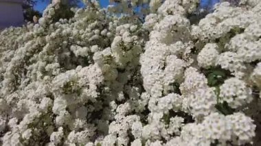 Van Houttes spiraea, Latince adı Spiraea x vanhouttei. Bir çok beyaz çiçekli bahar çiçekleri - Spirea (Spiraea kantoniensis). Ayrıca Reeve 's spiraea, Bridalçelenk spirea, Meadowsweet, Double White May veya May Bush olarak da bilinir.