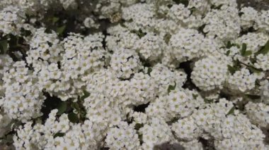 Van Houttes spiraea, Latince adı Spiraea x vanhouttei. Bir çok beyaz çiçekli bahar çiçekleri - Spirea (Spiraea kantoniensis). Ayrıca Reeve 's spiraea, Bridalçelenk spirea, Meadowsweet, Double White May veya May Bush olarak da bilinir.