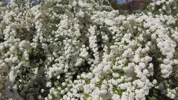 Van Houttes Spiraea Latin Name Spiraea Vanhouttei Spring Blooming Shrub — Stockvideo