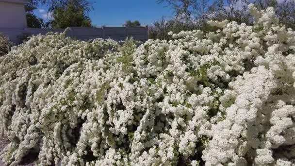Van Houttes Spiraea Latin Name Spiraea Vanhouttei Spring Blooming Shrub — Stok video