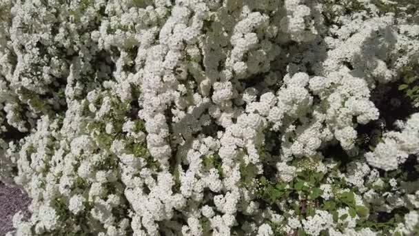 Van Houttes Spiraea 拉丁文名称 Spiraea Vanhouttei 开着许多白花的春花灌木 Spiraea Cantiensis 也被称为Reeve — 图库视频影像
