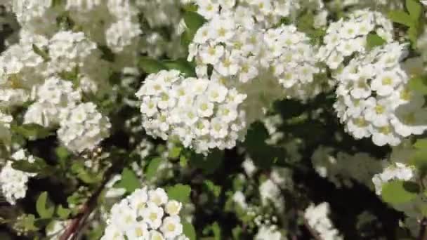 Van Houttes Spiraea Latin Name Spiraea Vanhouttei Spring Blooming Shrub — стоковое видео