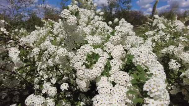 Van Houttes Spiraea ラテン語名 Spiraea Vanhouttei 多くの白い花を咲かせる春の低木 スピレア スピレア カントニエンシス — ストック動画