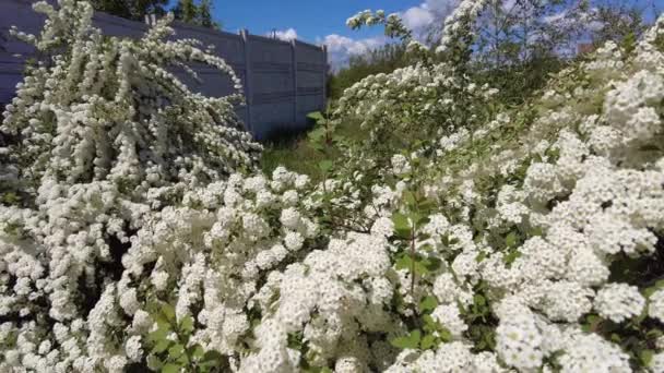 Van Houttes Spiraea 拉丁文名称 Spiraea Vanhouttei 开着许多白花的春花灌木 Spiraea Cantiensis 也被称为Reeve — 图库视频影像