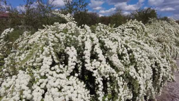 Van Houttes Spiraea Nome Latino Spiraea Vanhouttei Arbusto Fiorito Primavera — Video Stock