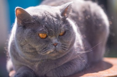 Sokaktaki gri İngiliz kedisi. Çimenlikteki İngiliz steyşın kedisi. Güzel, şişman bir kedi. Güneşin tadını çıkaran güzel, sağlıklı bir kedi. Gri kedi safkan İngiliz kedisi, yakın plan bulanık.