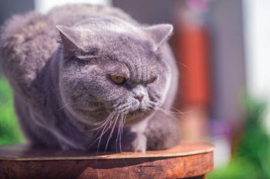 Sokaktaki gri İngiliz kedisi. Çimenlikteki İngiliz steyşın kedisi. Güzel, şişman bir kedi. Güneşin tadını çıkaran güzel, sağlıklı bir kedi. Gri kedi safkan İngiliz kedisi, yakın plan bulanık.