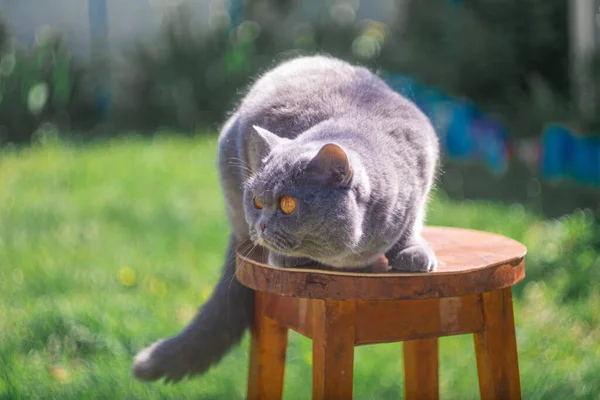 gray British cat on the street. British shorthair cat in the grass. A beautiful fat cat. A beautiful, healthy cat basking in the sun. Gray cat purebred british cat, close-up blurred background