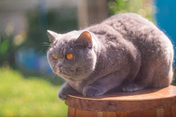 gray British cat on the street. British shorthair cat in the grass. A beautiful fat cat. A beautiful, healthy cat basking in the sun. Gray cat purebred british cat, close-up blurred background
