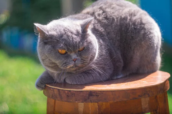 gray British cat on the street. British shorthair cat in the grass. A beautiful fat cat. A beautiful, healthy cat basking in the sun. Gray cat purebred british cat, close-up blurred background