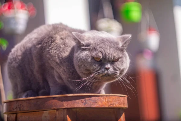 gray British cat on the street. British shorthair cat in the grass. A beautiful fat cat. A beautiful, healthy cat basking in the sun. Gray cat purebred british cat, close-up blurred background