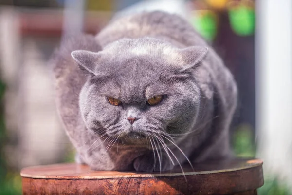 gray British cat on the street. British shorthair cat in the grass. A beautiful fat cat. A beautiful, healthy cat basking in the sun. Gray cat purebred british cat, close-up blurred background