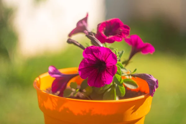 Petúnia Roxa Purple Petunia Surfinia Flores Com Manchas Brancas Olhando — Fotografia de Stock