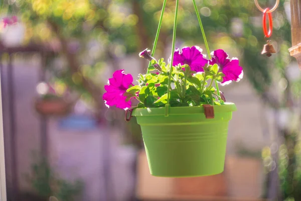 mor petunya. Mor Petunya - Beyaz benekli Surfinia Çiçekleri Bahçedeki bir galaksiye benziyor. Leylak çiçekli Petunya bitkisi. Petunya çiçeklerini kapat. Mor Petunya çiçekleri