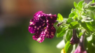 mor petunya. Mor Petunya - Beyaz benekli Surfinia Çiçekleri Bahçedeki bir galaksiye benziyor. Leylak çiçekli Petunya bitkisi. Petunya çiçeklerini kapat. Mor Petunya çiçekleri