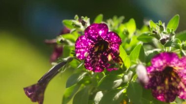 mor petunya. Mor Petunya - Beyaz benekli Surfinia Çiçekleri Bahçedeki bir galaksiye benziyor. Leylak çiçekli Petunya bitkisi. Petunya çiçeklerini kapat. Mor Petunya çiçekleri