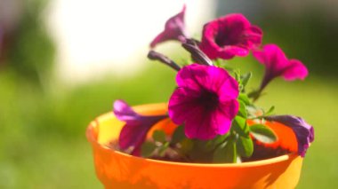 mor petunya. Mor Petunya - Beyaz benekli Surfinia Çiçekleri Bahçedeki bir galaksiye benziyor. Leylak çiçekli Petunya bitkisi. Petunya çiçeklerini kapat. Mor Petunya çiçekleri