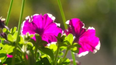 mor petunya. Mor Petunya - Beyaz benekli Surfinia Çiçekleri Bahçedeki bir galaksiye benziyor. Leylak çiçekli Petunya bitkisi. Petunya çiçeklerini kapat. Mor Petunya çiçekleri