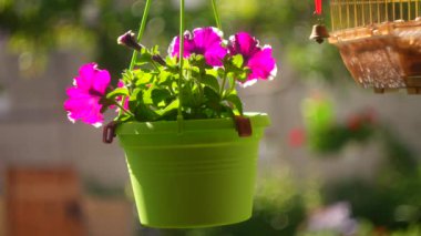 mor petunya. Mor Petunya - Beyaz benekli Surfinia Çiçekleri Bahçedeki bir galaksiye benziyor. Leylak çiçekli Petunya bitkisi. Petunya çiçeklerini kapat. Mor Petunya çiçekleri