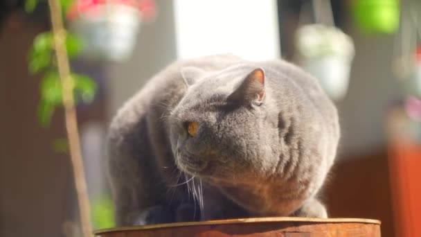 Gato Británico Gris Calle Británico Gato Taquigrafía Hierba Hermoso Gato — Vídeos de Stock