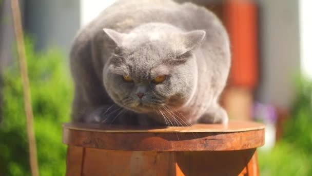 Graue Britische Katze Auf Der Straße Britische Kurzhaarkatze Gras Eine — Stockvideo