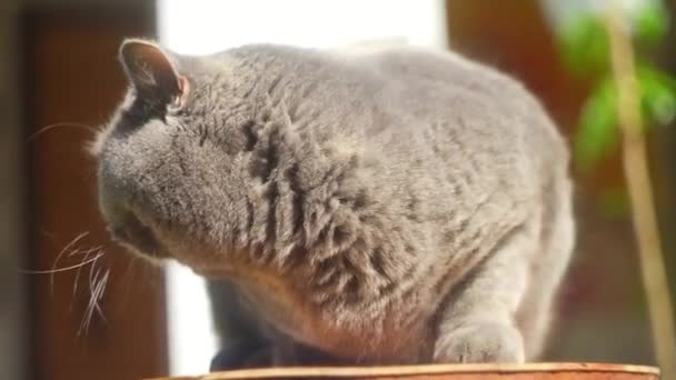 Сірий Британський Кіт Вулиці Британський Короткохвостий Кіт Траві Красивий Товстий — стокове відео