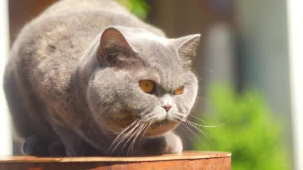 通りにグレーのイギリス猫 草の中の英国の短毛猫 美しい脂肪の猫 美しい 健康的な猫は太陽の下で日光浴 灰色の猫の純血英国の猫 クローズアップぼやけた背景 — ストック動画