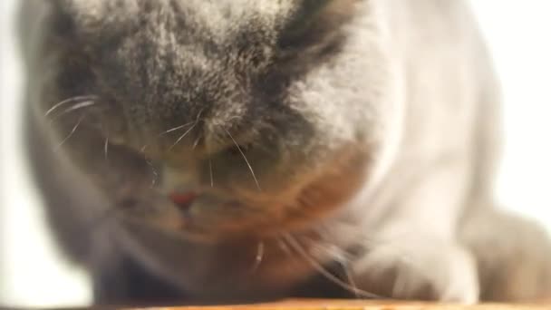 Grijze Britse Kat Straat Britse Steno Kat Het Gras Een — Stockvideo